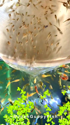 Exploring Emotions with Guppy Fish: Calmness, Joy, Wonder, and More