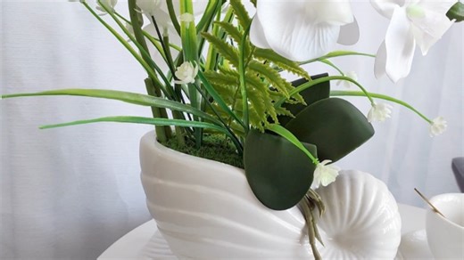 Watch White Orchid in Conch Pot on Amazon Live