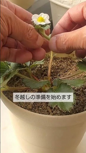 11/16【イチゴ】手入れ 気温が下がったので花芽とランナーを切り取って冬越しの準備を始めます