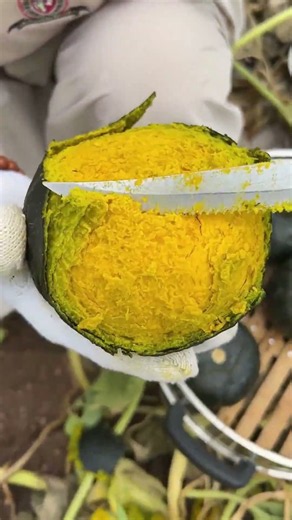 Farm-Fresh Green Pumpkins Cooked to Perfection! ✨