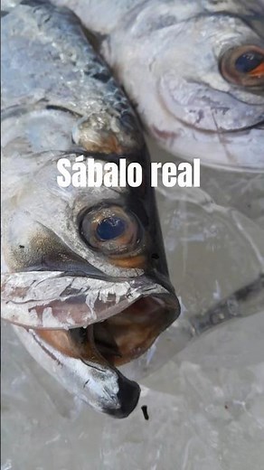 sábalo real. tarpon.