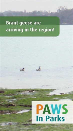 Brant geese are here and will generally stick around until late spring during their migration north. Please do your part to ensure migratory birds like this have the time they need to rest and feed. Always keep your distance and keep dogs away. Our park rangers and park naturalists will be popping up at regional parks like Island View Beach to share information on the importance of respectfully coexisting with migratory shorebirds. Although rangers can enforce the CRD Parks Regulation Bylaw with