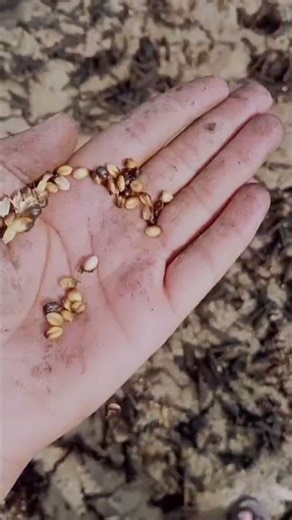 Kisano ki sari mehnat kuch hi pal me jal ke rakh ho gyi😰😰 #farmer #sad #sadstatus