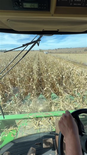 Cosecha de Maíz en Zacatecas: Un Año Prosperidad