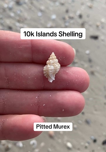 Micro shelling on Kice Island🤗 Found these on tour with @Everwatercharters. Use code letsgoshelling for $5 off a shared shelling tour! Dolphin tail ring is from @Ocean Soul. Link in my bio! 20% off your 1st order with code LGS20🫶 #seashells #shelling #10kislands #kiceisland #swfl #beachfinds