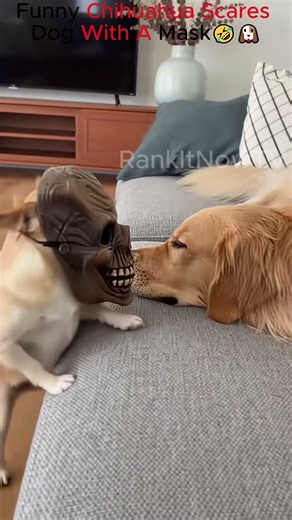 Funny Chihuahua In A Scary Mask Pranks The Dog🤣🐶#funnydogs