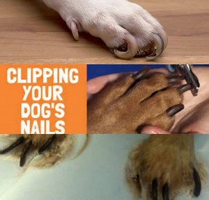 How To Trim Extremely Overgrown Dog Nails At Home