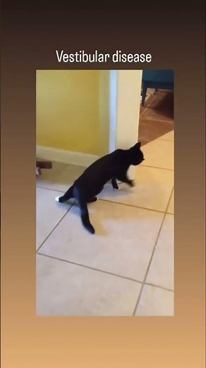 Vestibular Disease In Cat | Vet drugs