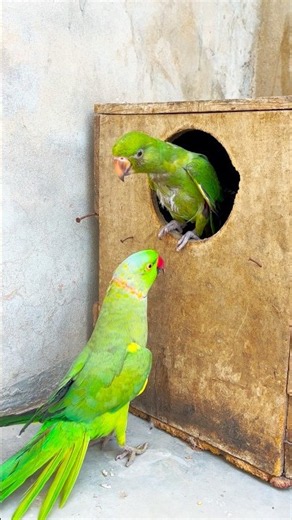 Talking Ringneck Parrots | Nest Box Moments 🪺