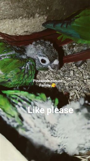 Pineapple conure Family 😘#shorts #viralvideo #birds #birdsounds #birdspecies