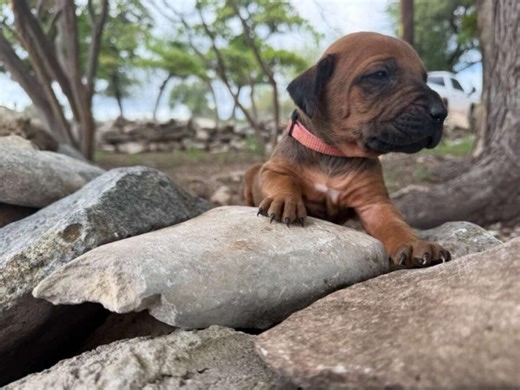 Rhodesian Ridgeback Puppies Near Me Mobile APP Rescues Exotic Ranch Preserve