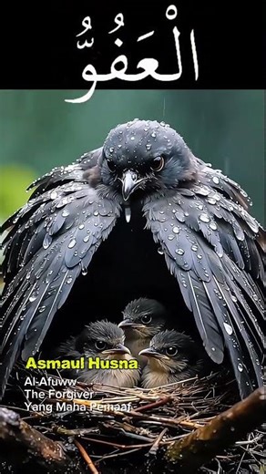 Al-Afuww-The Forgiver/Yang Maha Pemaaf#vidioshort #asmaulhusna #birds #vidiotreding