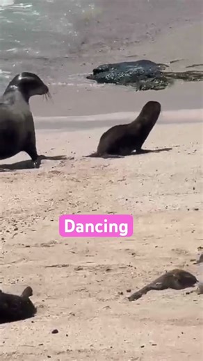 #music Da dancing seals