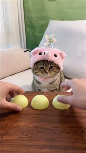 Installing an antenna really makes a difference. #MyFurKids #Cat #Hakimi #TheBigDumbCatIsGuessing