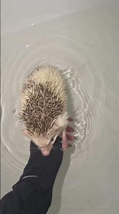 Bathing my hedgehog