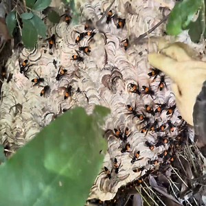 4.3K views · 86 reactions | Invasion of murder hornet nest | Hornet Nest Rmeoval | Bees Reels | Facebook
