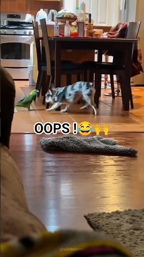 Try Not To Laugh Challenge: Epic Animal Fails & Funny Attacks Gone Wrong! 😭🐶