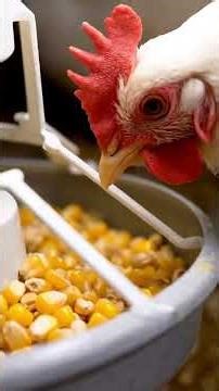 🐔 The King of Chicken Breast! Cobb 700: Extreme Profitability in Broiler Chickens 🍗 #Shorts