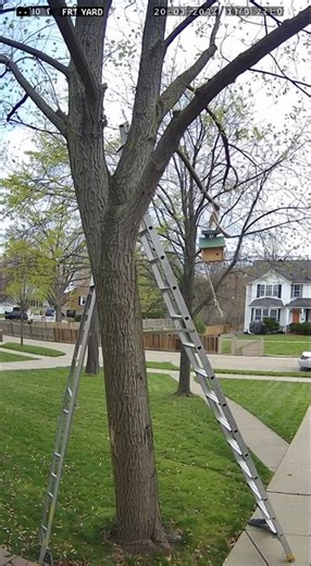 Tried to Hang a Birdhouse and the Tree Catapulted Me 🐦😱