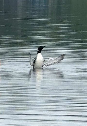 What Does a Loon Look Like? A Detailed Guide