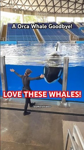 Private Killer Whale Tour Experience!🤩🐳 #seaworldvideos #orca #seaworld #whale #viralvideo #shorts