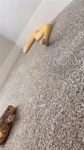 Wesley Jessen | It’s repost Wednesday on Friday because I don’t have time to make new reels. But I do have terrible YouTube videos on YouTube. The more I... | Instagram