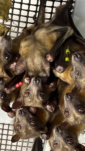 Pennsylvania Bat Conservation and Rehabilitation | Our GeriBats are settling nicely. We have been recognizing their unique individual personalities and behaviors. They are currently enjoying... | Instagram