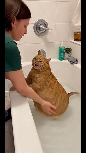 He hates Bathing 🧼 😂🤣 #cat #cutecat #catlovers #catvideos #funny #cutecats #funnycats