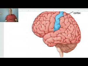 Anatomy of CNS Module in Arabic 2024 (Sensory pathways), Dr. Wahdan.