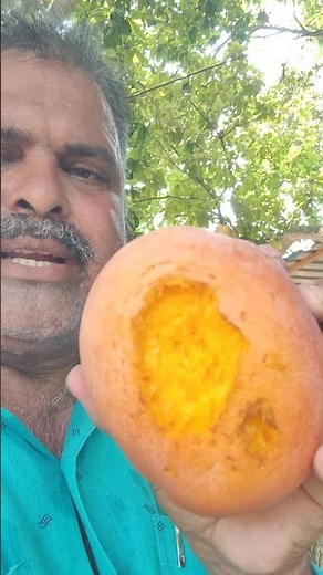 Tommy Atkins mango fruit