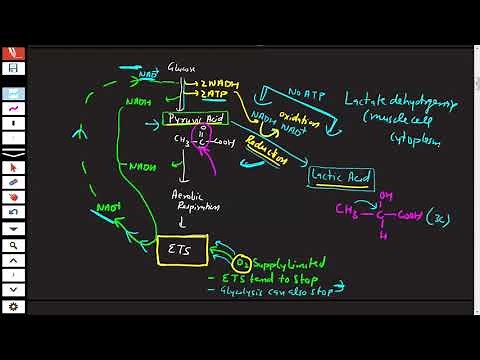 lactic acid Fermentation
