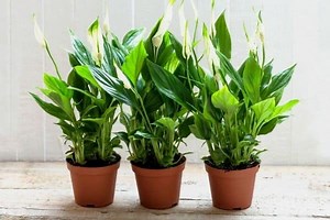 How To Divide Peace Lily Plants