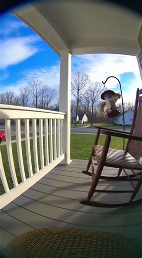 Squirrel's Epic Bird Feeder Leap