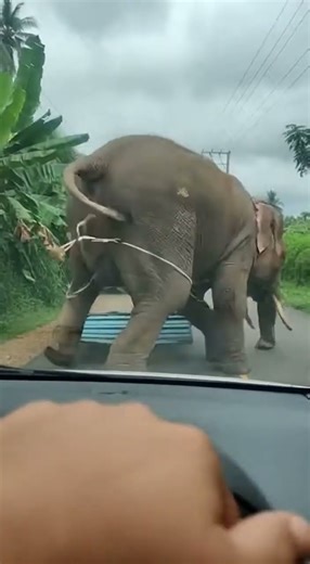 Unexpected Moment: Elephant Tumbles From Cliff Edge Shocking Fall #wildlife #elephant #nature