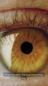 How the Human Eye Works | Simple Explanation | 2 Minute Science