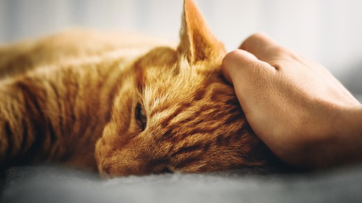 Signs and Stages of Kidney Failure in Cats (And What to Do)