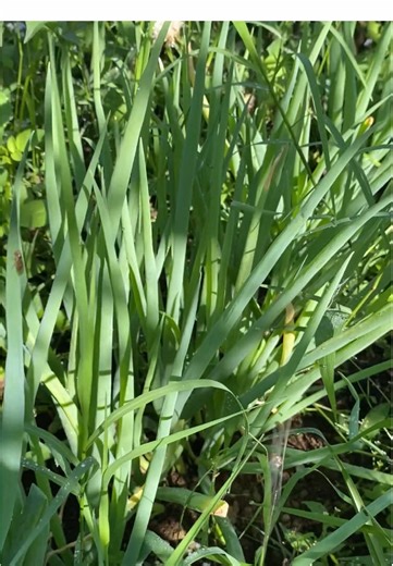 Bersih-Bersih Daun Bawang Semak di Ladang