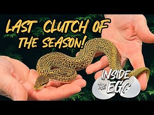 Monsoon Clown Pied DG Project | Inside the Egg 12