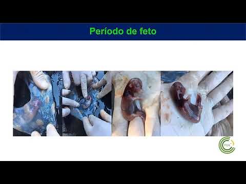 Gestation. Fetal period