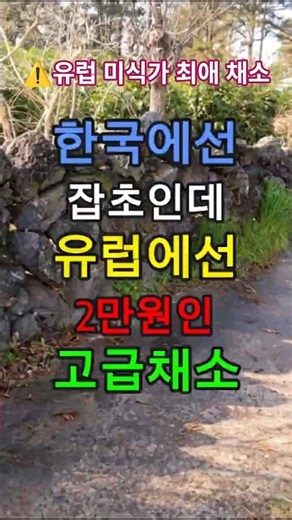 ⚠️ 우리 담장 옆 흔한 잡초! 유럽에선 한 접시 2만 원 넘는 고급 채소였습니다