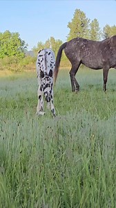 832K views · 10K reactions | Happy Memorial Day weekend. #foundationappaloosa #appaloosa #horse #horses #equine #equestrian #country #oregon #foal | Jack Creek Appaloosas | Facebook