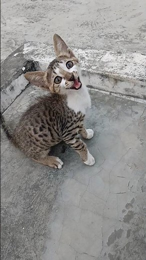 "CATS TALKING LIKE HUMANS? Meow Meow Meow!"