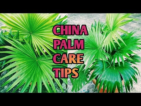 How to care CHINA PALM/Fan palm/Indoor plant. Best Care Tips and Fertiliser