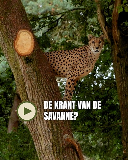 Cheeta's die de krant lezen in hun nieuwe verblijf? 🗞️🐆 Oke...misschien lezen cheeta's niet echt de krant, maar ze vergaren wel degelijk nieuws over hun omgeving door middel van geurmarkeringen en andere signalen. In het nieuwe cheetaverblijf zijn speciaal hiervoor dan ook 'krantenbomen' te vinden. 📰🌳 Wat dit nou allemaal precies inhoudt kan ranger Wessel je precies vertellen! | Beekse Bergen