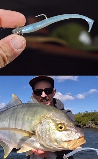 Nice Golden On A New SWIMMINNOW Colour “Noosa” Next Restock Late October, Date Anounced Soon #HOLTPRODUCTIONS #SWIMMINNOW #SWIMPRAWN #SWIMCRAB #holtprawn #holtlures