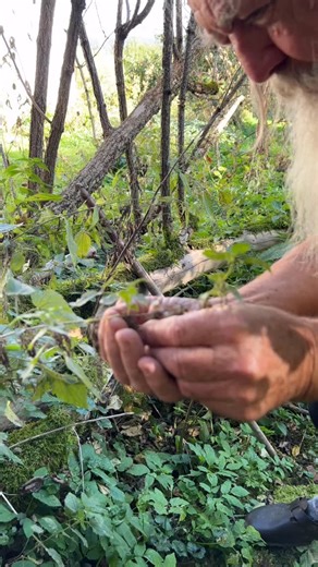 Im Herbst tragen die weiblichen Brennnesseln reichlich Samen. Diese kleinen Körnchen sind voll von Mineralstoffen, Eiweiß und Vitalenergie. 🐺🌱 #gesund #natur #pflanzen | Wolf-Dieter Storl