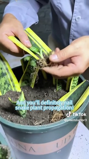 Easy Plant Propagation Hacks for Gardeners