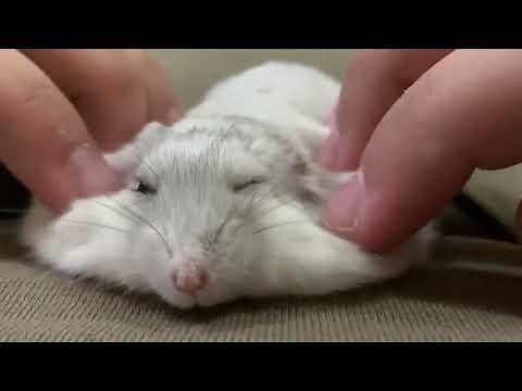 hamster massage