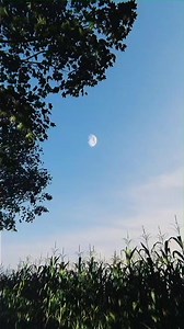 121K views · 1.8K reactions | Moon #spider ️ | The Phobia | Facebook