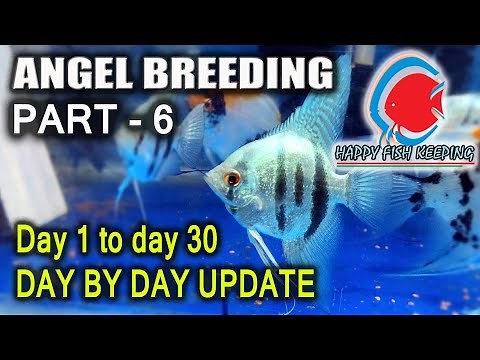 ANGEL FISH BREEDING // HOW TO DO FRY CARE // UPTO 1 MONTH DAY BY DAY UPDATE // PART - 6